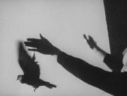 Фотография Вивисекция